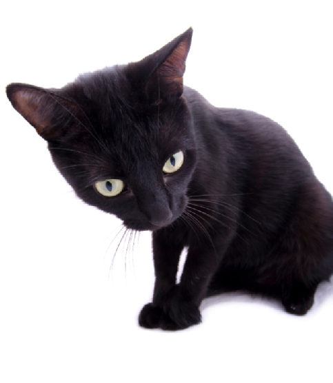 Black cat isolated